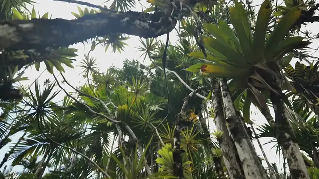 Video thumbnail for Nature Trails In Botanical Gardens