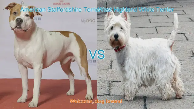 Video thumbnail for American Staffordshire Terrier vs. West Highland White Terrier: A Comparison