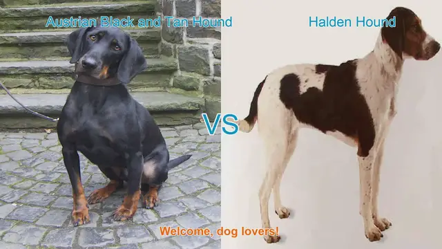 Video thumbnail for Austrian Black and Tan Hound vs. Halden Hound: A Comprehensive Comparison