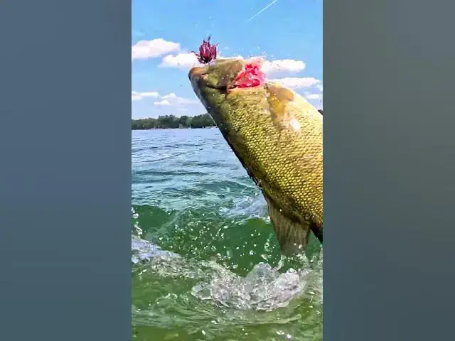 Video thumbnail for PSA📣: Bass actually eat urchin baits🤯🫣😅. Featured: 6th Sense Abstract 12