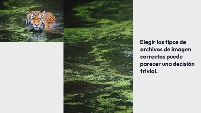 Video thumbnail for Los 15 Mejores Tipos de Archivos de Imagen (Pros y Contras + Casos de Uso para Cada Formato)