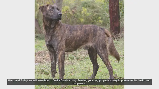 Video thumbnail for How to Properly Feed Your Corsican Dog: Essential Tips