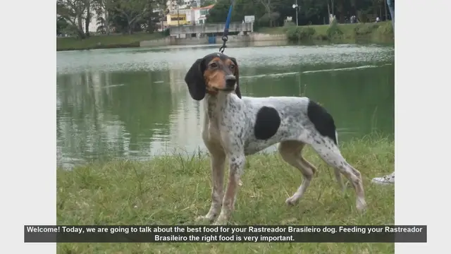 Video thumbnail for Best Food for Your Rastreador Brasileiro: A Complete Guide