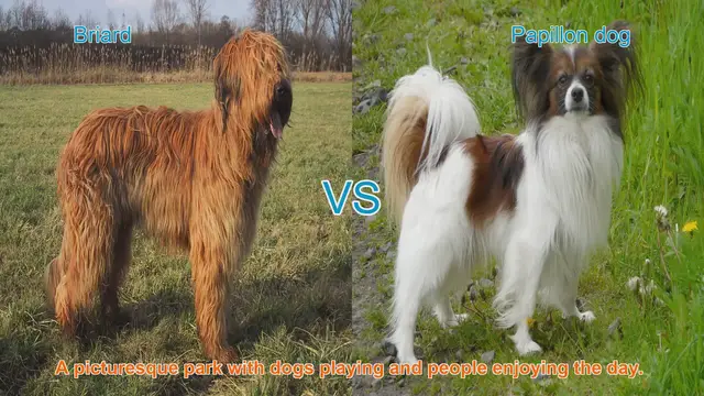 Video thumbnail for Briard vs. Papillon: A Comparison of Two Distinct Dog Breeds
