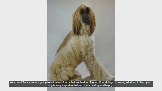 Video thumbnail for Foods to Avoid Feeding Your Afghan Hound: Essential Safety Tips