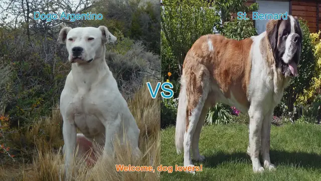 Video thumbnail for Dogo Argentino vs. St. Bernard: A Comparison of Two Remarkable Dog Breeds