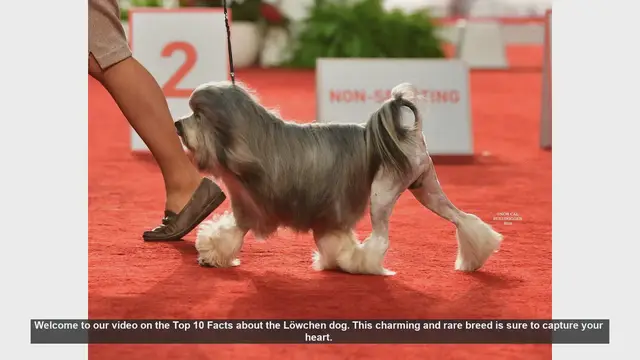 Video thumbnail for Top 10 Fascinating Facts About the Löwchen Dog