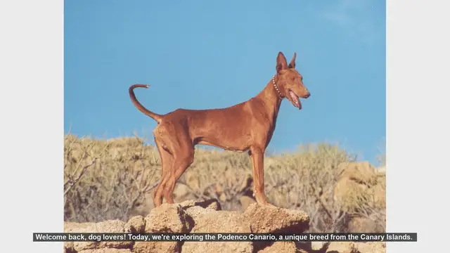 Video thumbnail for Podenco Canario: Pros and Cons of This Unique Breed