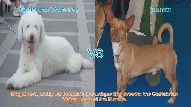 Video thumbnail for Comparing Cantabrian Water Dog and Maneto: A Guide for Dog Lovers