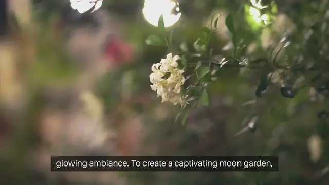 Video thumbnail for How To Plant A Moon Garden