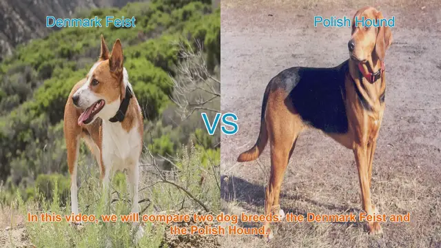 Video thumbnail for Comparing Denmark Feist and Polish Hound: A Comprehensive Guide