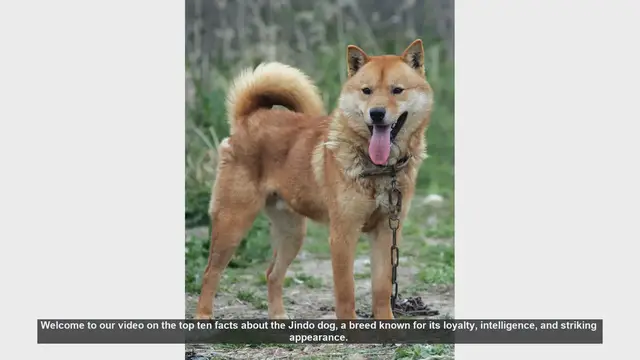 Video thumbnail for Top 10 Fascinating Facts About the Jindo Dog