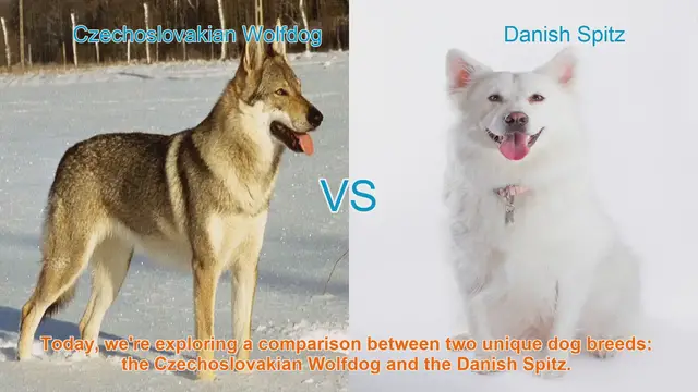 Video thumbnail for Czechoslovakian Wolfdog vs. Danish Spitz: A Breed Comparison