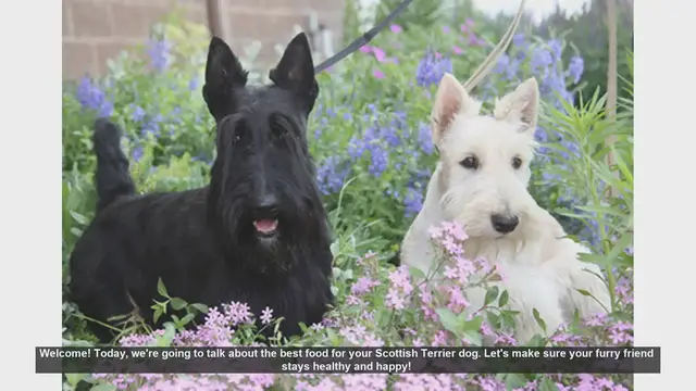 Video thumbnail for Best Food for Your Scottish Terrier: Keep Your Furry Friend Healthy!