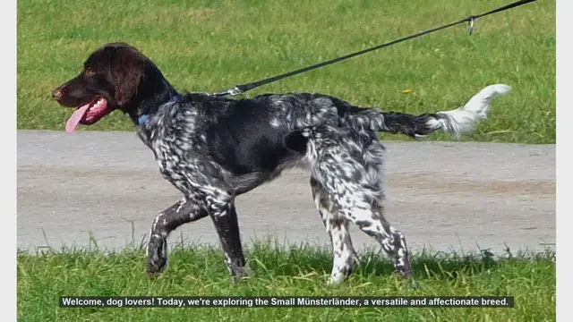 Video thumbnail for Top 10 Facts About the Small Münsterländer: The Versatile and Affectionate Dog Breed