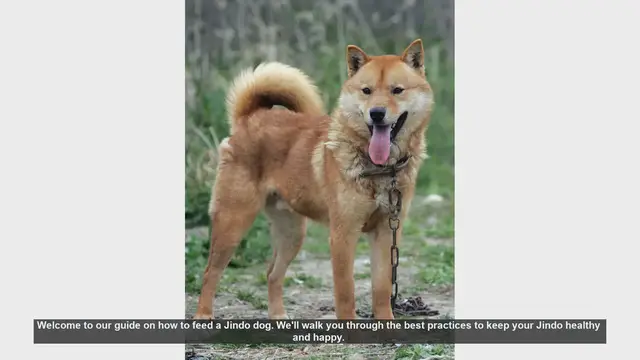 Video thumbnail for How to Feed Your Jindo Dog: Best Practices for a Healthy and Happy Pet