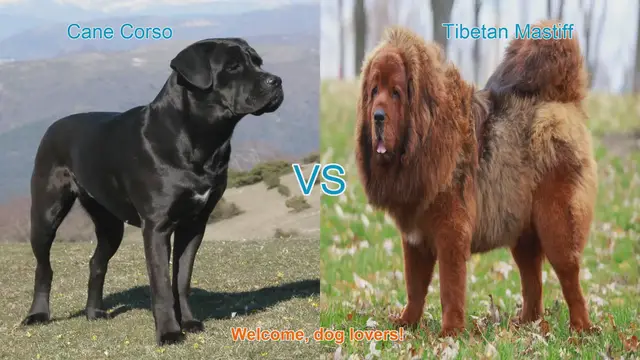 Video thumbnail for Cane Corso vs. Tibetan Mastiff: A Comparison of Two Powerful Dog Breeds