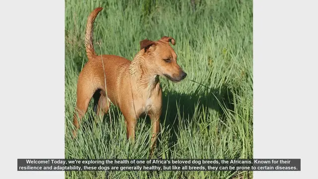 Video thumbnail for Keeping Your Africanis Healthy: Common Health Issues and Prevention Tips