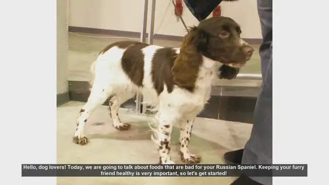 Video thumbnail for Foods to Avoid for Your Russian Spaniel: Keep Your Dog Safe and Healthy!