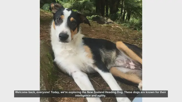 Video thumbnail for Top 10 Facts About the New Zealand Heading Dog
