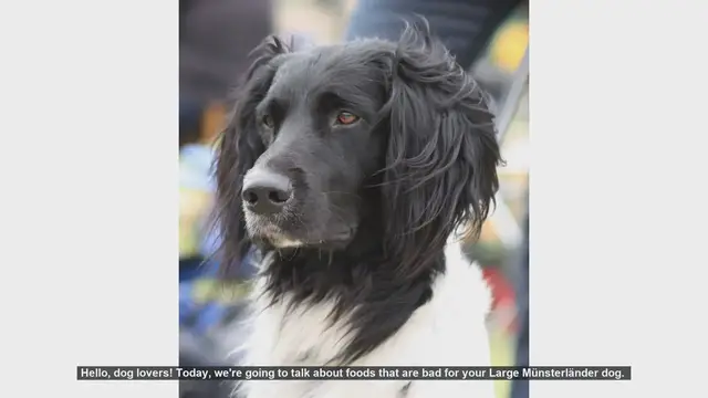 Video thumbnail for Dangerous Foods for Your Large Münsterländer Dog