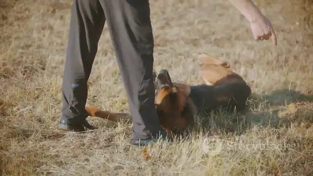 'Video thumbnail for German Shepherd Puppies'