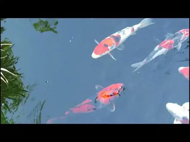 Video thumbnail for How to Identify Male and Female Koi Fish