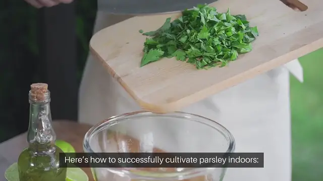 Video thumbnail for How To Grow Parsley Indoors