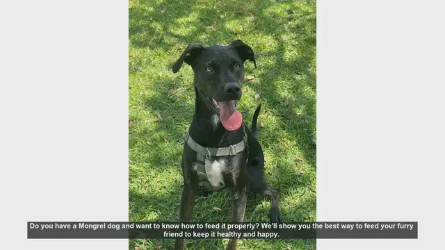 Video thumbnail for How to Properly Feed Your Mongrel Dog: Tips for a Healthy and Happy Pet