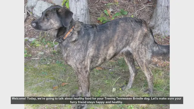 Video thumbnail for Healthy Food Tips for Your Treeing Tennessee Brindle Dog