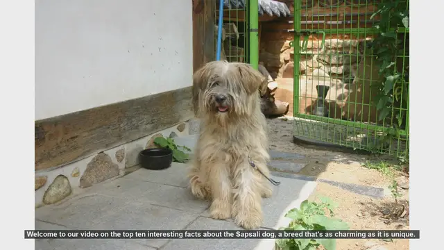 Video thumbnail for Top 10 Fascinating Facts About the Sapsali Dog