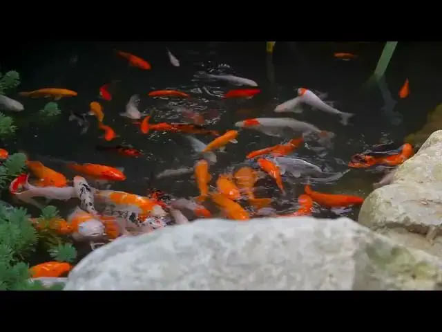 Video thumbnail for Koi Fish Breeding: Essential Disease Prevention Tips