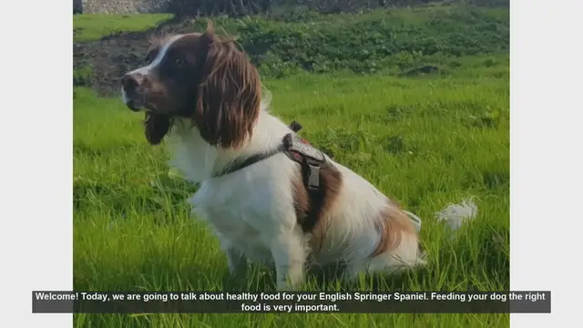 Video thumbnail for Healthy Food Tips for Your English Springer Spaniel