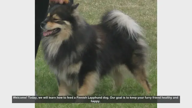 Video thumbnail for How to Feed Your Finnish Lapphund: Essential Tips for a Healthy Dog