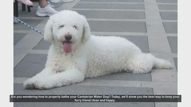 Video thumbnail for How to Bathe Your Cantabrian Water Dog: Step-by-Step Guide