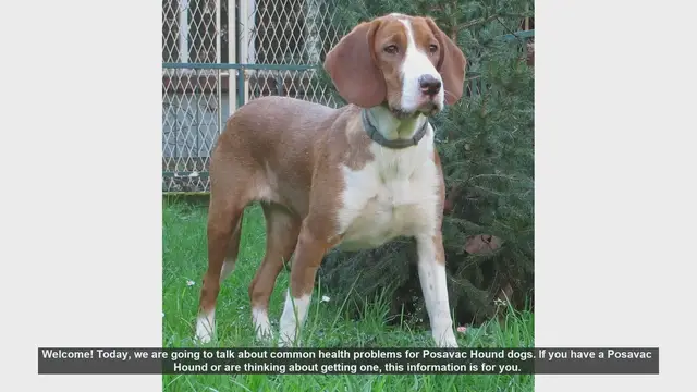 Video thumbnail for Common Health Problems in Posavac Hound Dogs