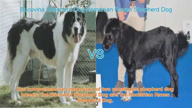 Video thumbnail for Comparing Bucovina Shepherd Dog and Romanian Raven Shepherd Dog: A Comprehensive Guide