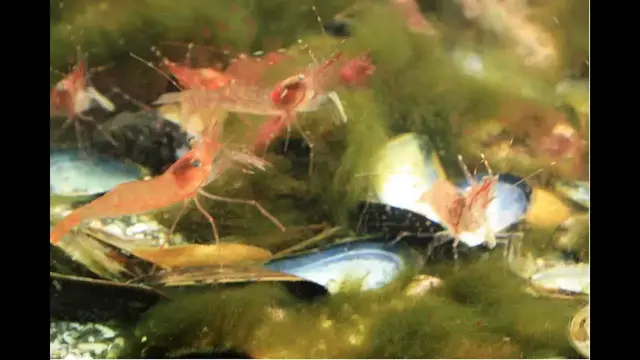 Video thumbnail for Exploramer - The Underwater World of the St. Lawrence River