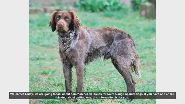 Video thumbnail for Common Health Issues in Saint-Usuge Spaniel Dogs