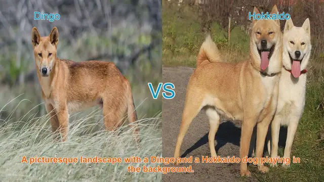 Video thumbnail for Dingo vs. Hokkaido: A Comprehensive Breed Comparison