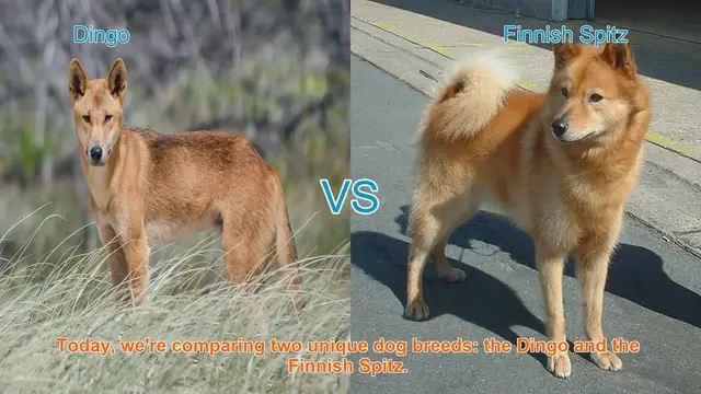 Video thumbnail for Dingo vs. Finnish Spitz: A Breed Comparison