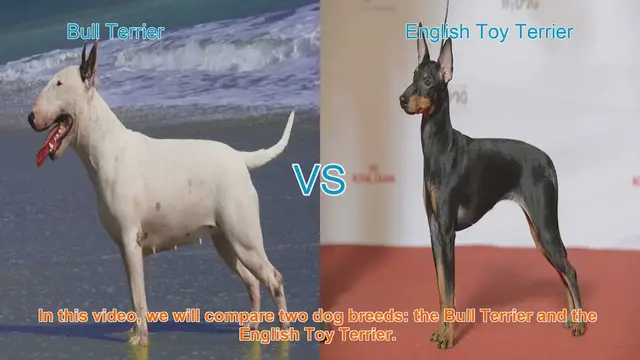 Video thumbnail for Bull Terrier vs. English Toy Terrier: A Comprehensive Comparison