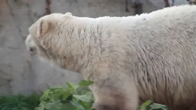 'Video thumbnail for Polar Bear Conservation Day'