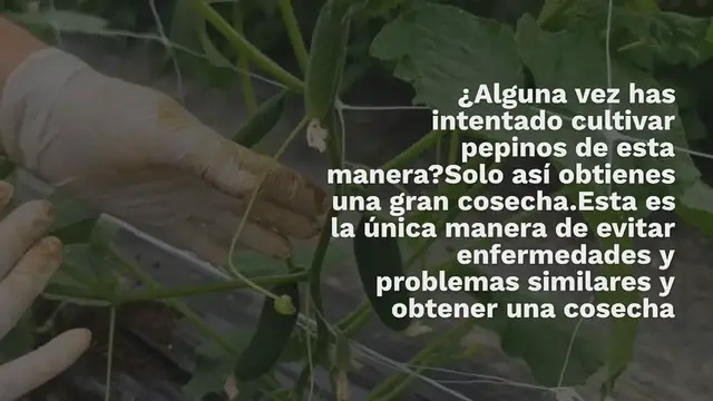 Video thumbnail for Pepinos, cultivarlos así: evitar enfermedades y obtener grandes cosechas