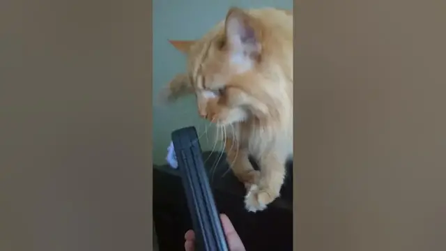 Video thumbnail for 😺My Cat Licks My Games Too | Parker The Cat