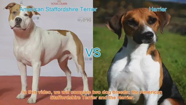 Video thumbnail for American Staffordshire Terrier vs. Harrier: Breed Comparison