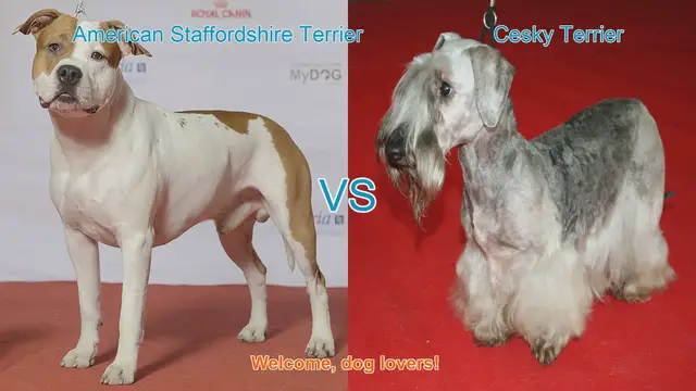 Video thumbnail for American Staffordshire Terrier vs. Cesky Terrier: A Breed Comparison