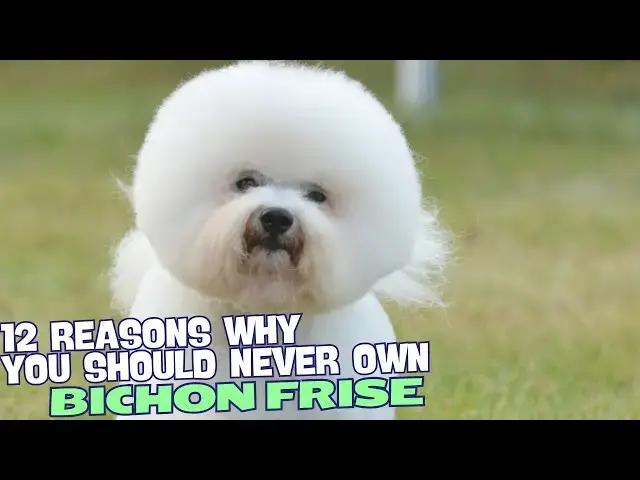 Video thumbnail for 12 Reasons Why You Should Never Own a Bichon Frise! ??
