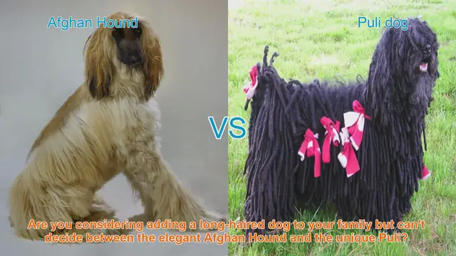 Video thumbnail for Afghan Hound vs. Puli: Choosing the Perfect Long-Haired Dog Breed