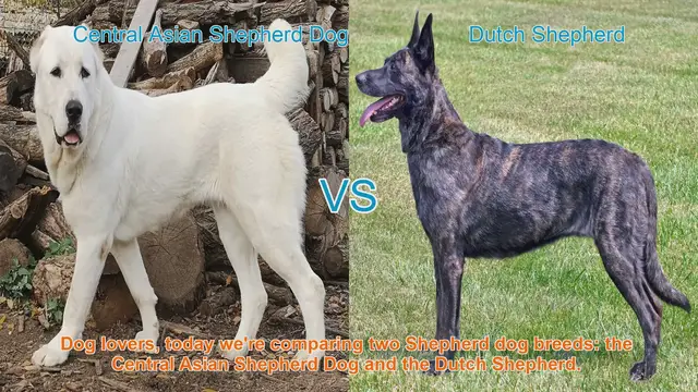 Video thumbnail for Central Asian Shepherd Dog vs. Dutch Shepherd: A Breed Comparison